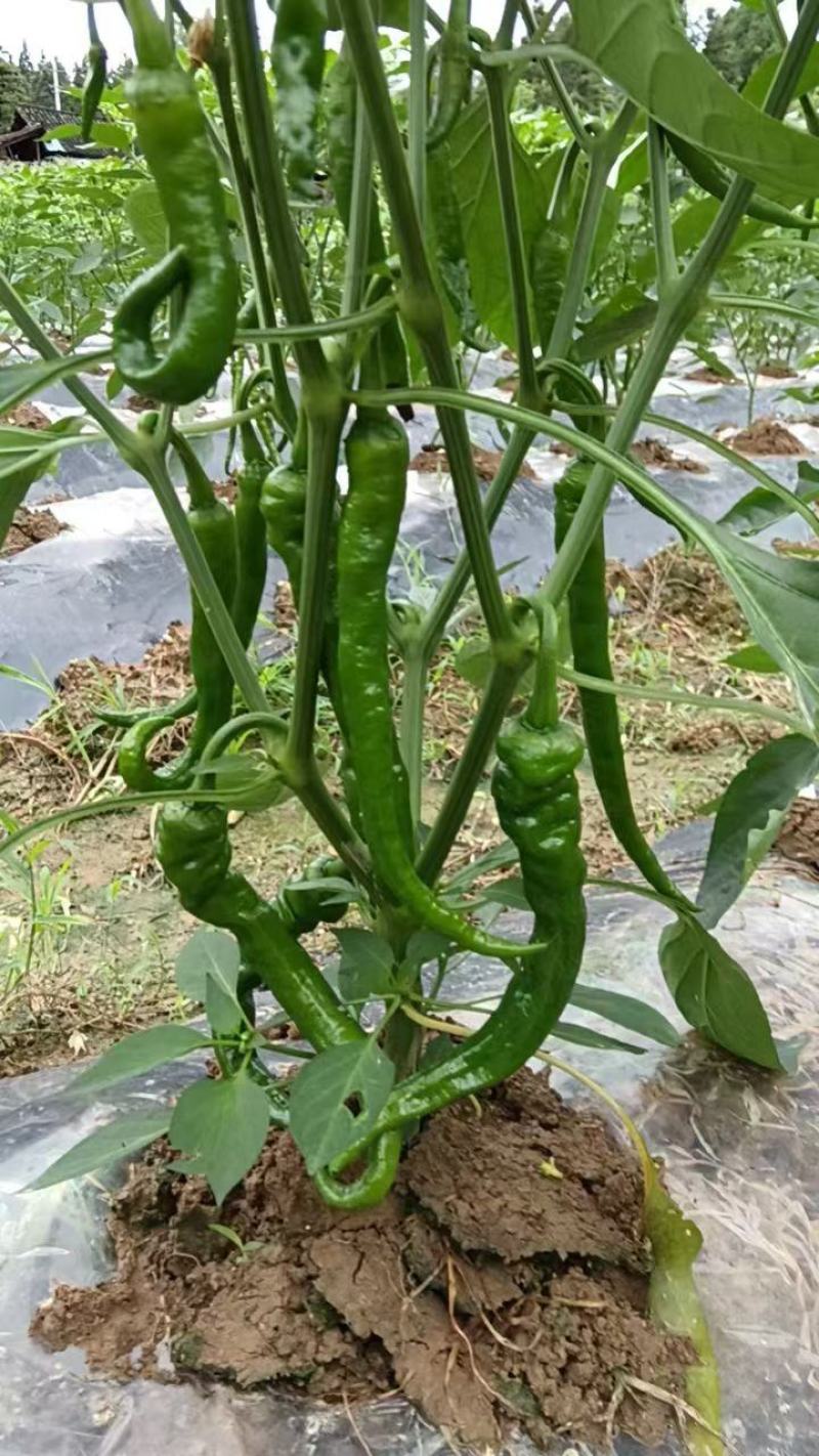 湖南湘西精品314螺丝椒香辣薄皮软皮