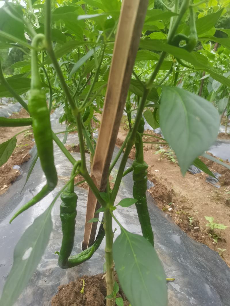湖南湘西精品314螺丝椒香辣薄皮软皮