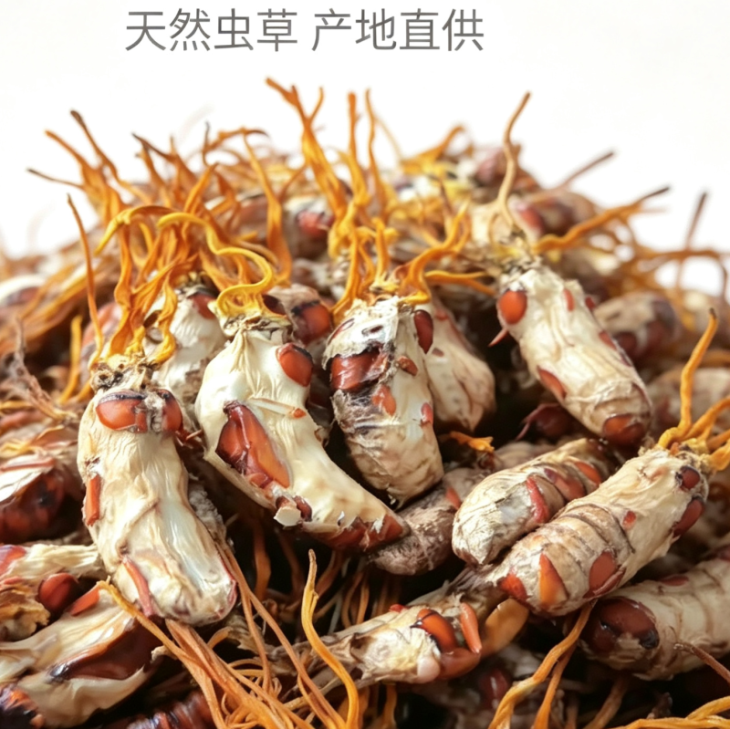 2026新货好品金蝉花养生滋补食天然无硫自然晾晒大货批发