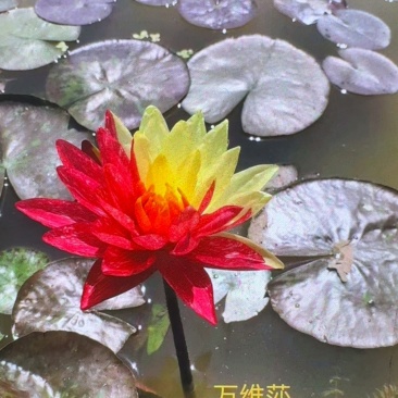水生植物