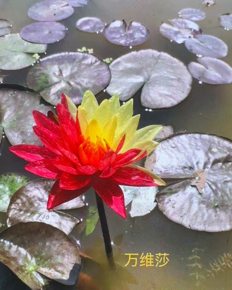 水生植物
