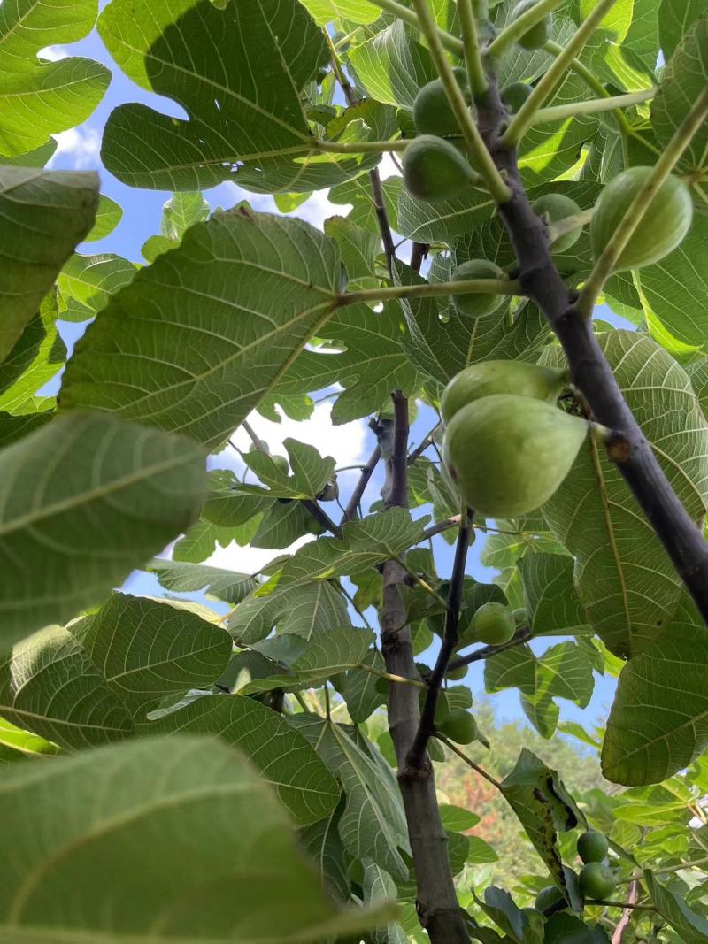 威海青皮无花果