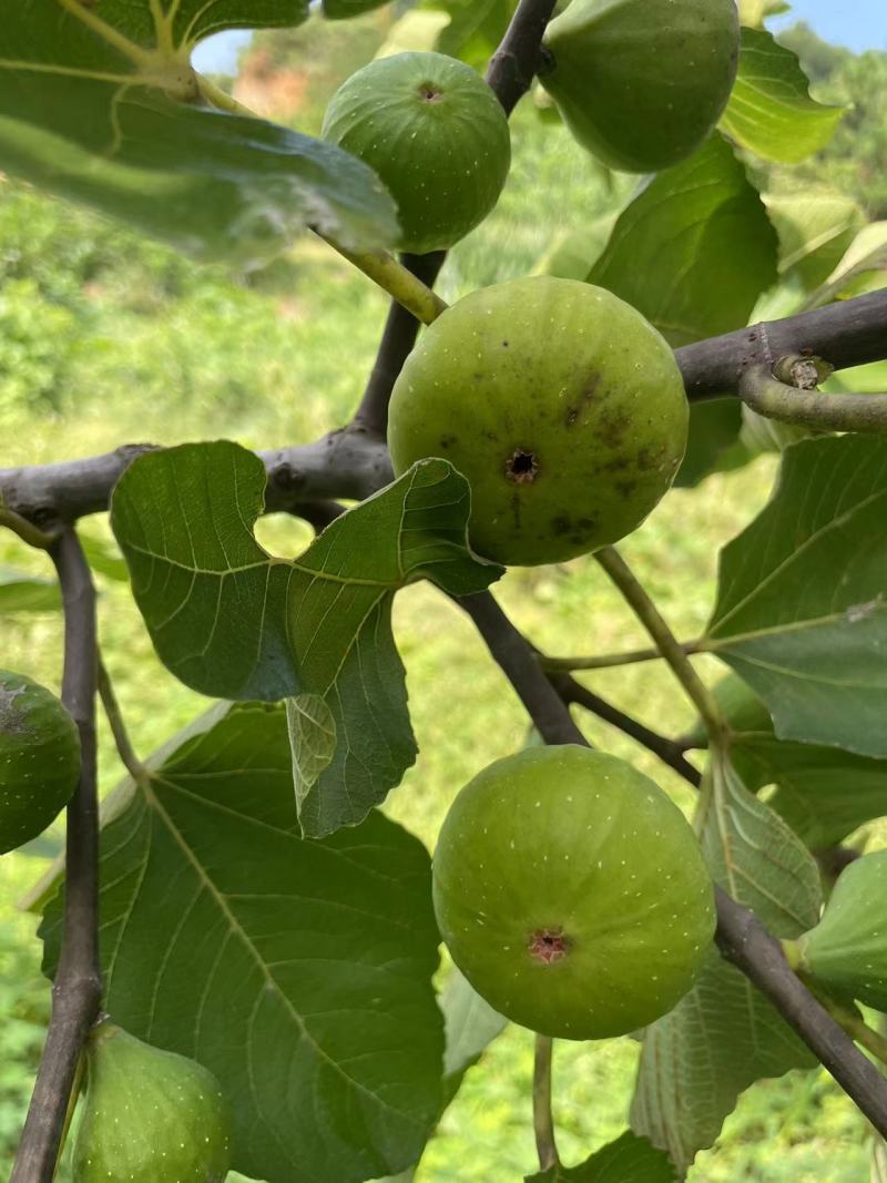 威海青皮无花果