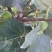 威海青皮无花果