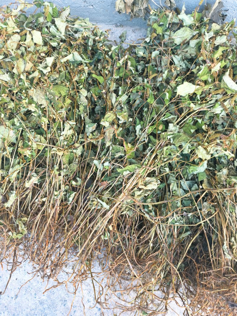 鱼腥草