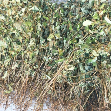 鱼腥草