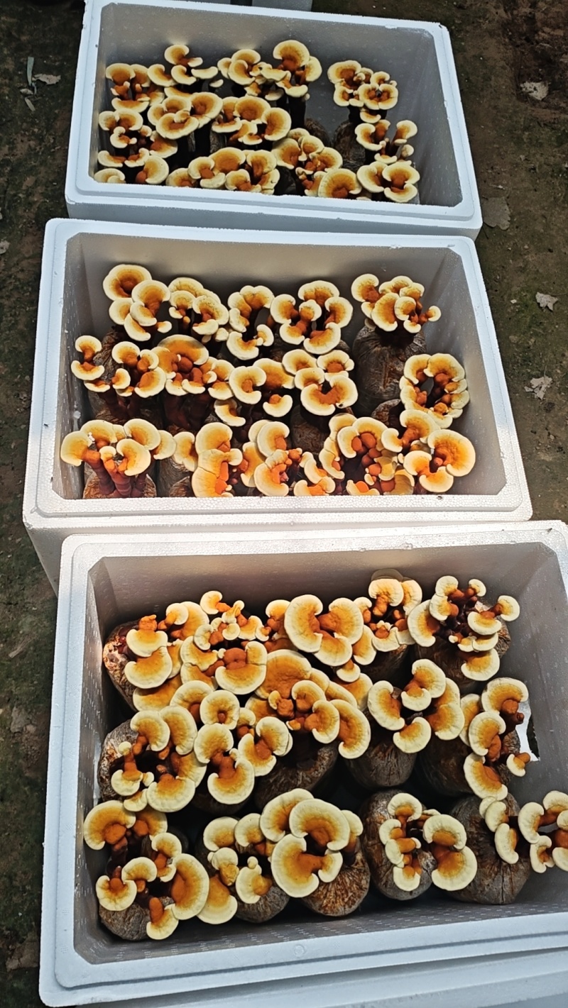 活体灵芝花金边灵芝发货，灵芝盆景可观赏可食用，