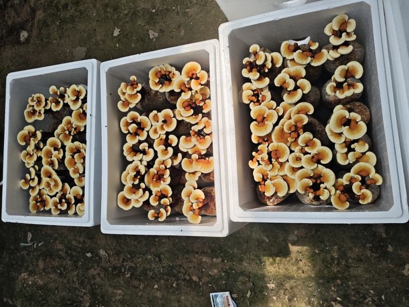 活体灵芝花金边灵芝发货，灵芝盆景可观赏可食用，