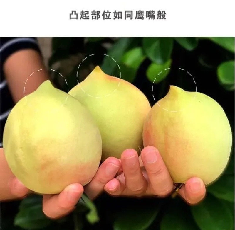 自家果园鹰嘴蜜桃，大量现货，可代收代发