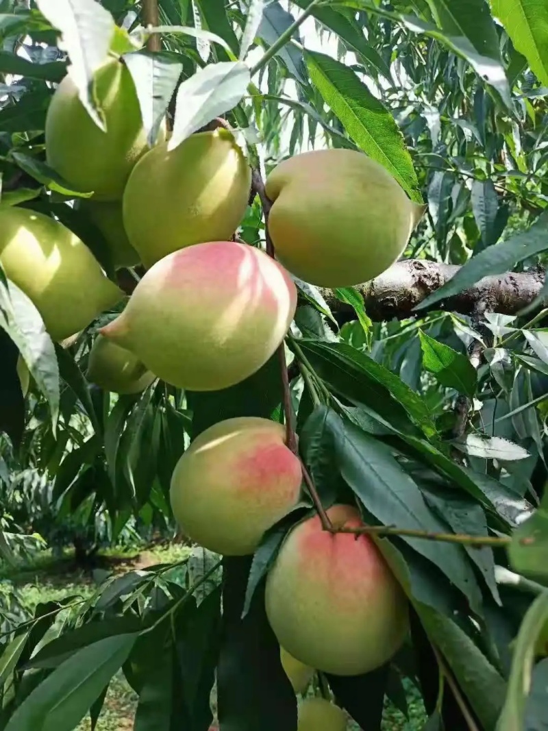 自家果园鹰嘴蜜桃，大量现货，可代收代发