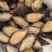青口贝半壳青口贝半壳海虹捞汁烧烤火锅食材