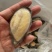 青口贝半壳青口贝半壳海虹捞汁烧烤火锅食材