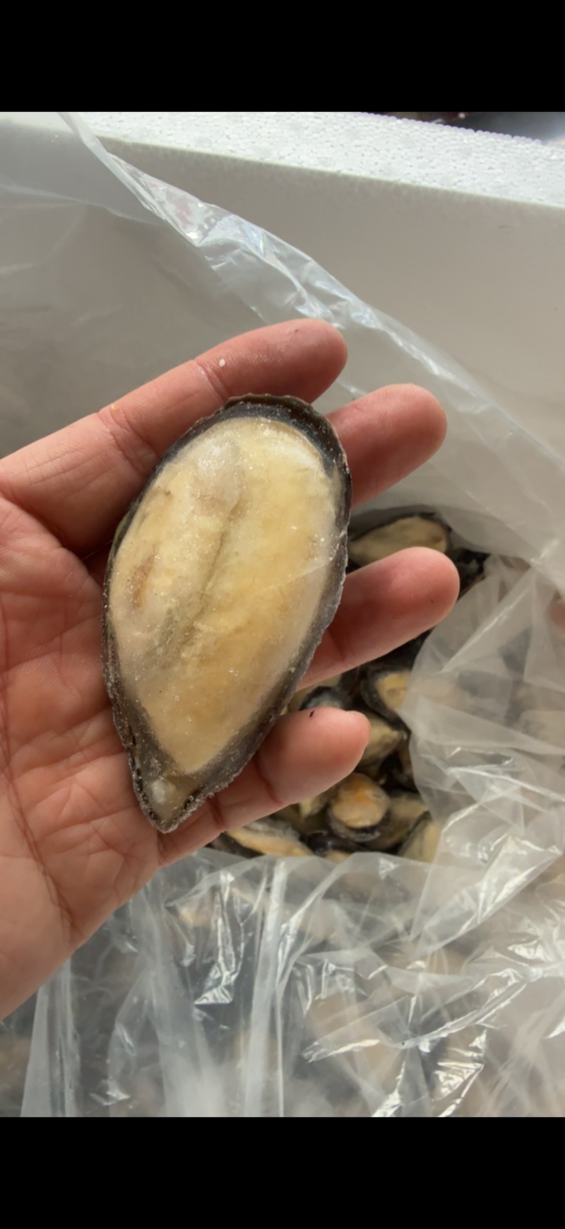 青口贝半壳青口贝半壳海虹捞汁烧烤火锅食材