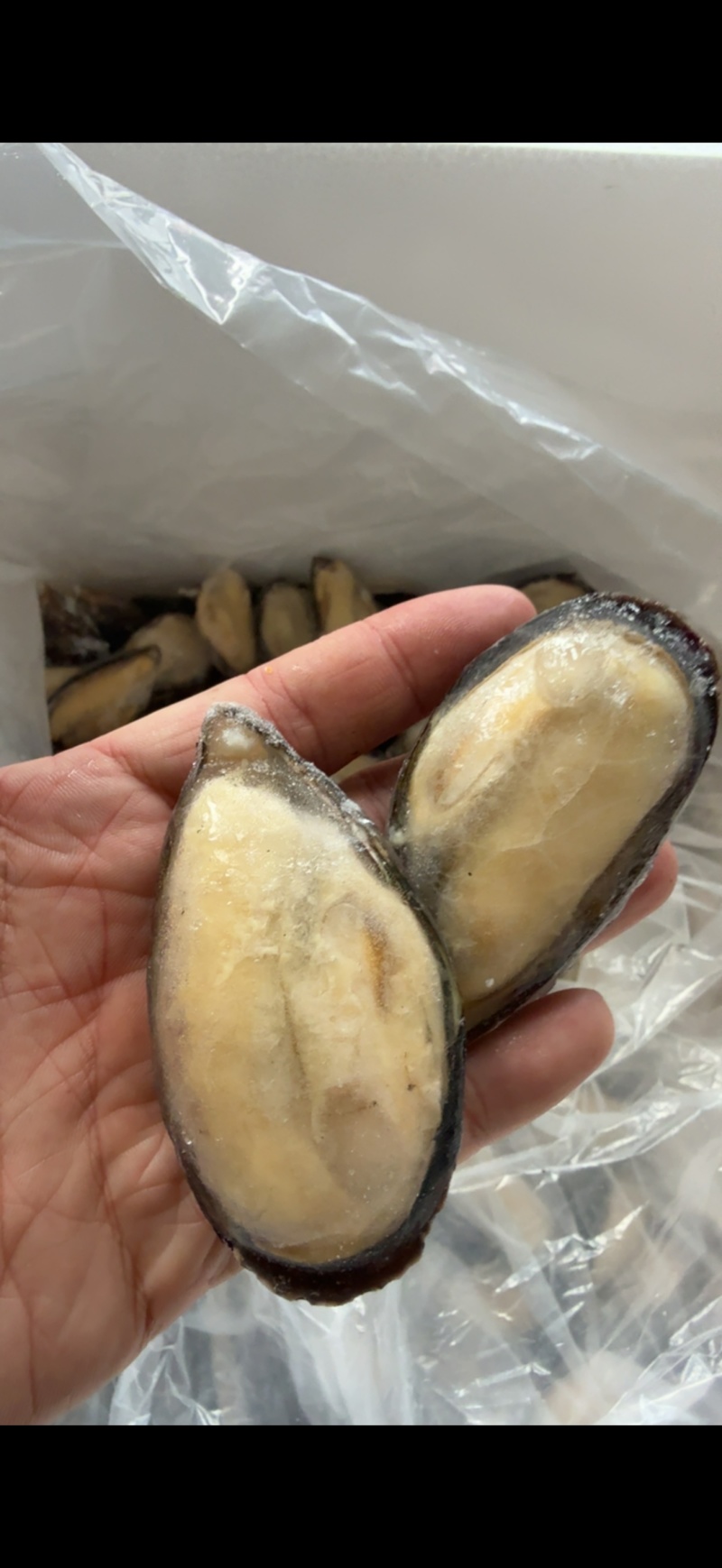 青口贝半壳青口贝半壳海虹捞汁烧烤火锅食材
