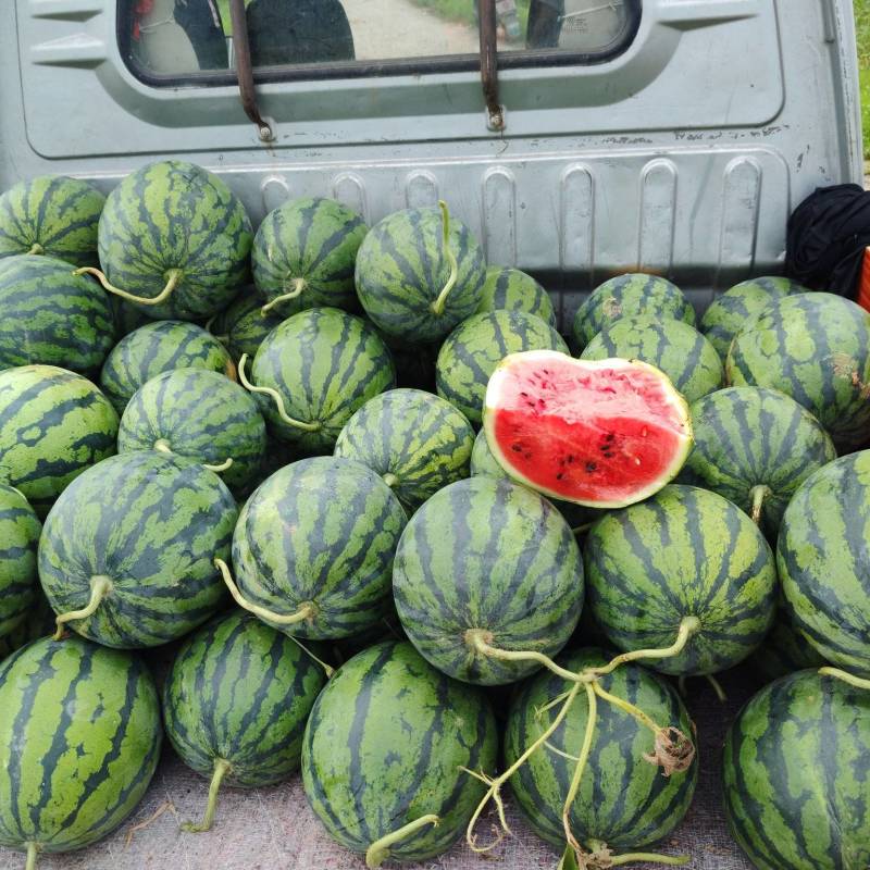 露天西瓜