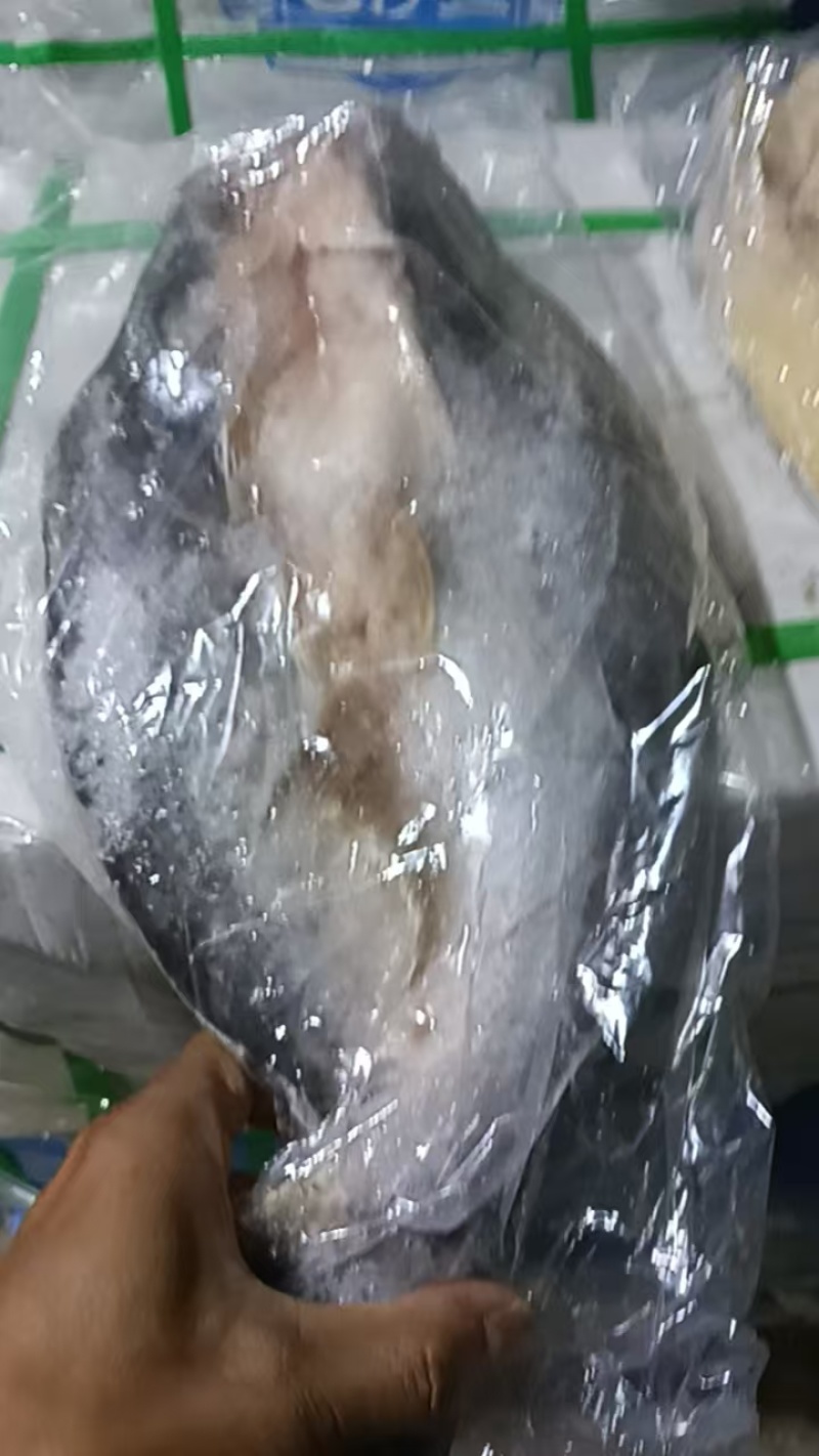 鱼肚20斤一件