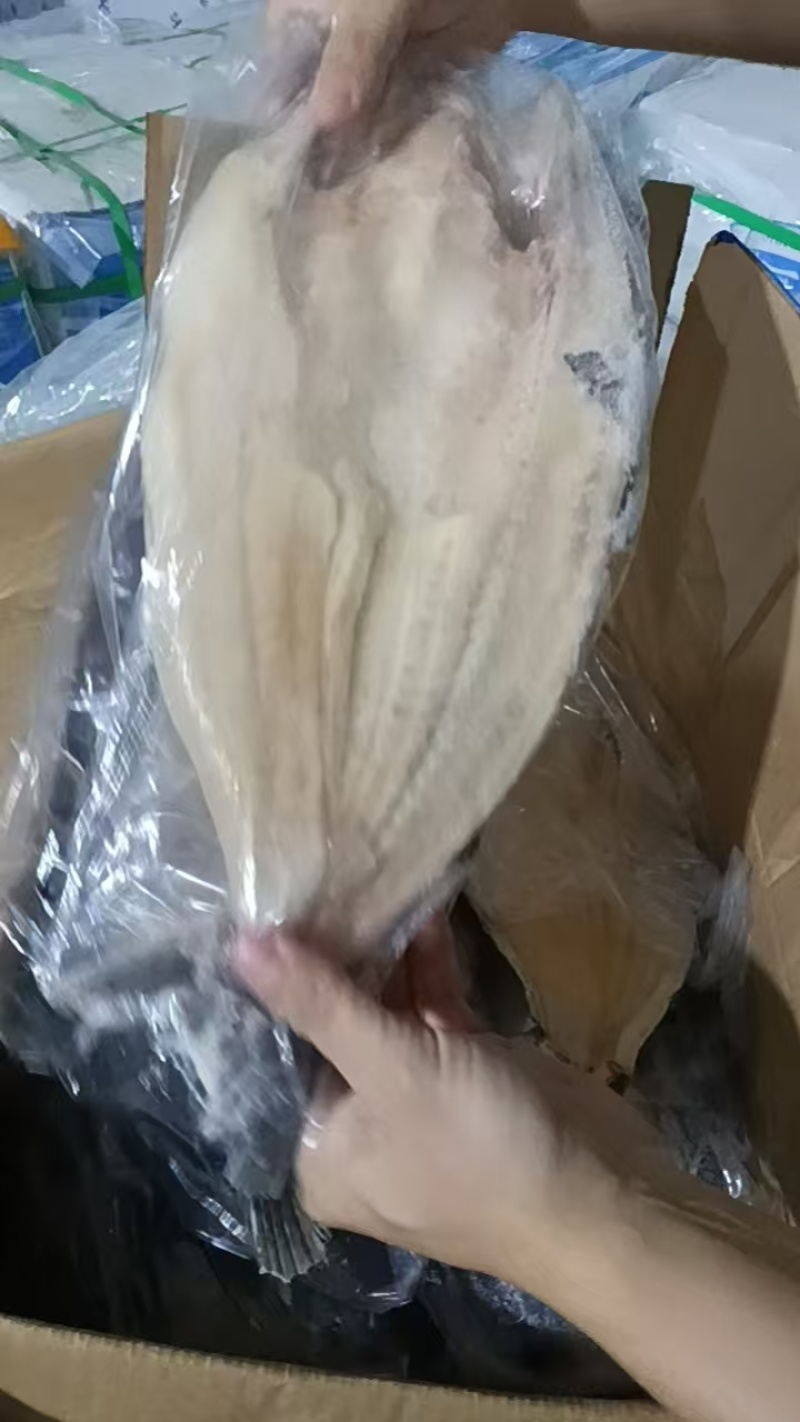 鱼肚20斤一件