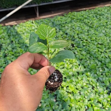 【推荐】山东聊城黄瓜苗嫁接苗产量高基地一手货源