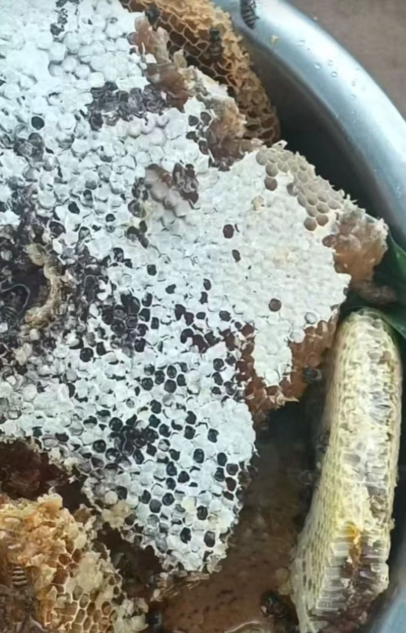 云南野生土蜂蜜产地直发源头供应新货一手品质保证