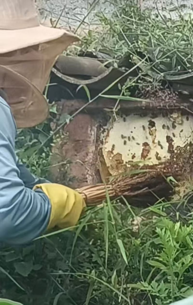 云南野生土蜂蜜产地直发源头供应新货一手品质保证