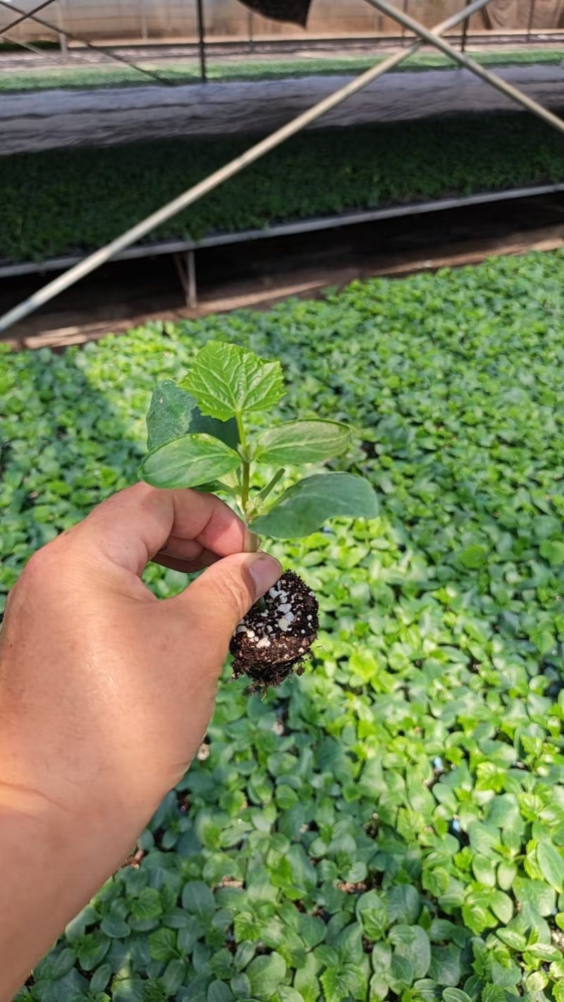 【推荐】山东聊城黄瓜苗嫁接苗产量高基地一手货源