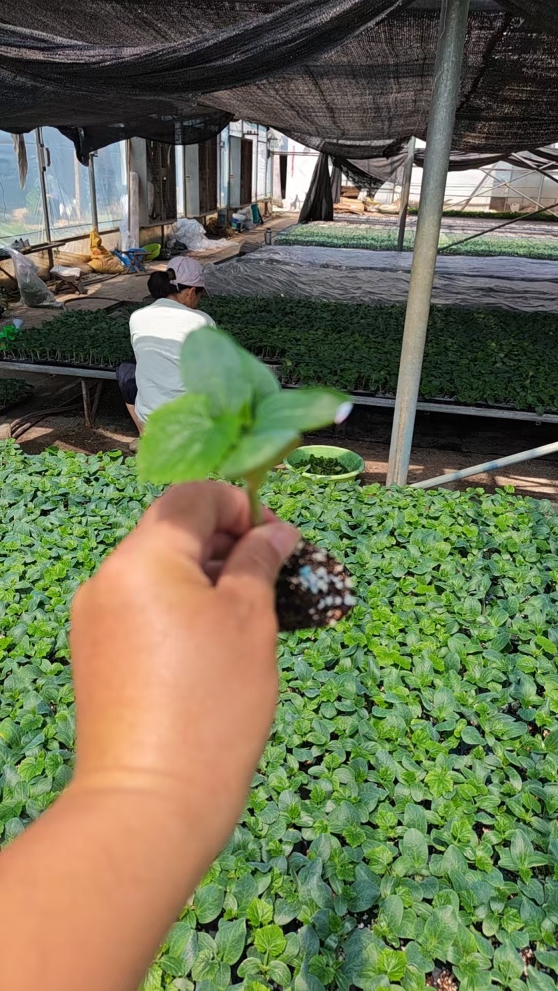 【推荐】山东聊城黄瓜苗嫁接苗产量高基地一手货源