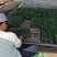 【推荐】山东聊城黄瓜苗嫁接苗产量高基地一手货源