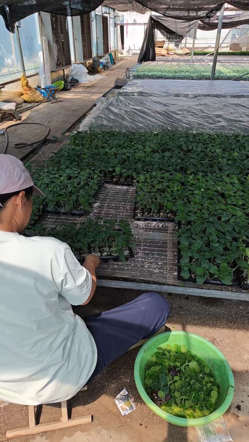 【推荐】山东聊城黄瓜苗嫁接苗产量高基地一手货源