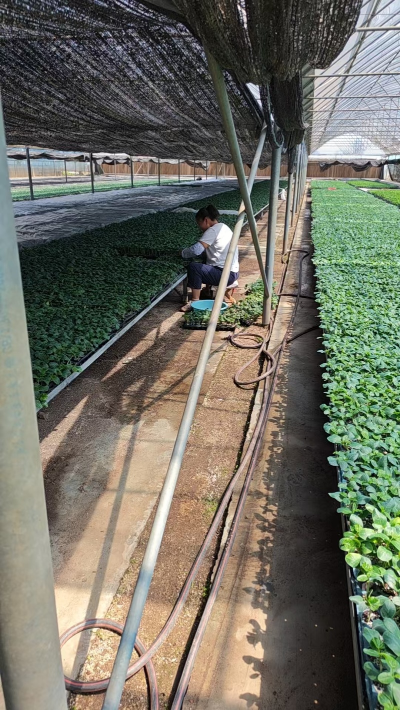【推荐】山东聊城黄瓜苗嫁接苗产量高基地一手货源