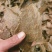【棉籽饼】山东菏泽压榨棉籽饼色泽棕黄产地直销量大从优