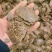 【棉籽饼】山东菏泽压榨棉籽饼色泽棕黄产地直销量大从优
