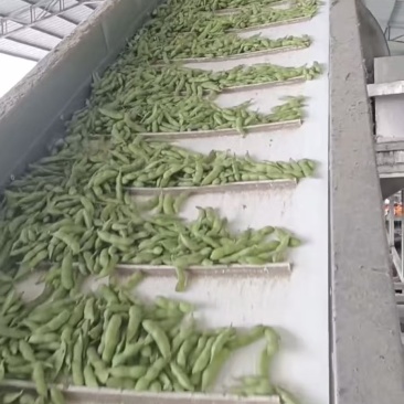 枣庄大棚毛豆大量上市
