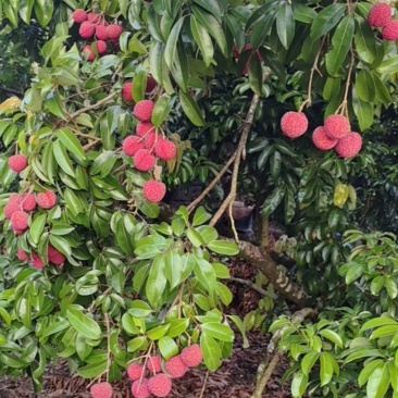 荔枝