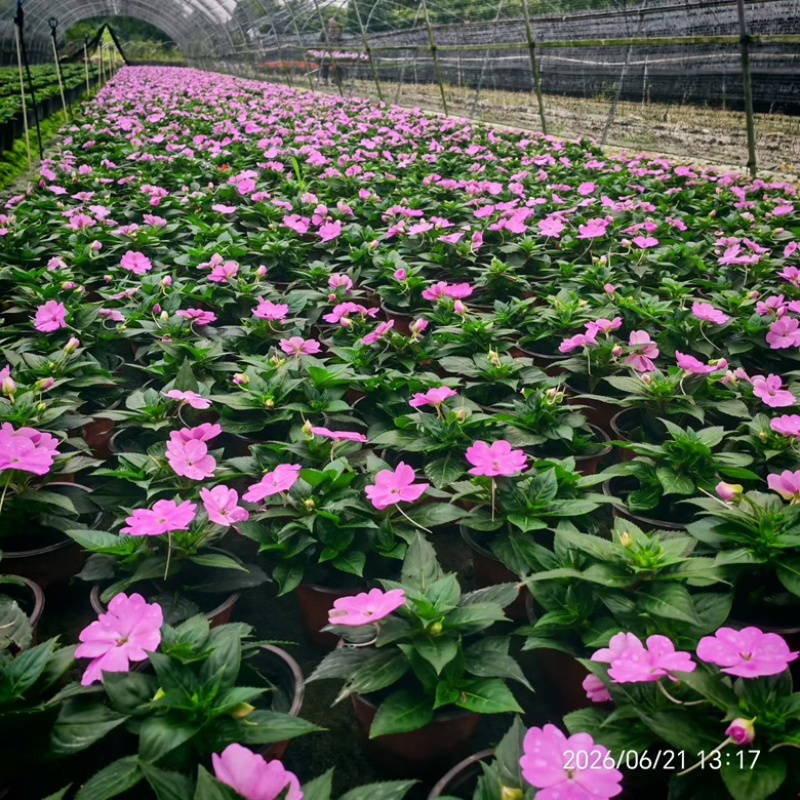 凤仙成都基地直销