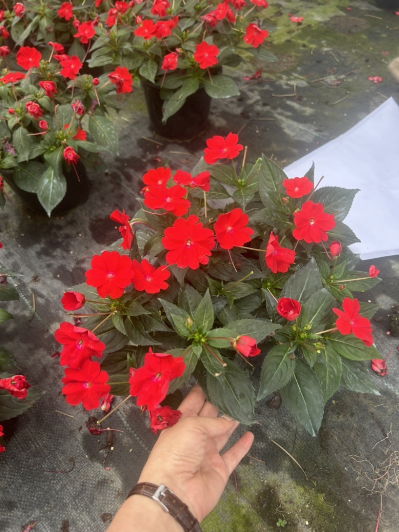 凤仙成都基地直销
