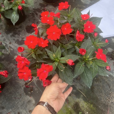 凤仙成都基地直销