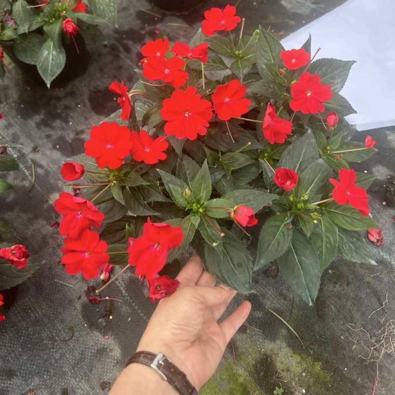 凤仙成都基地直销