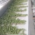 枣庄大棚毛豆大量上市