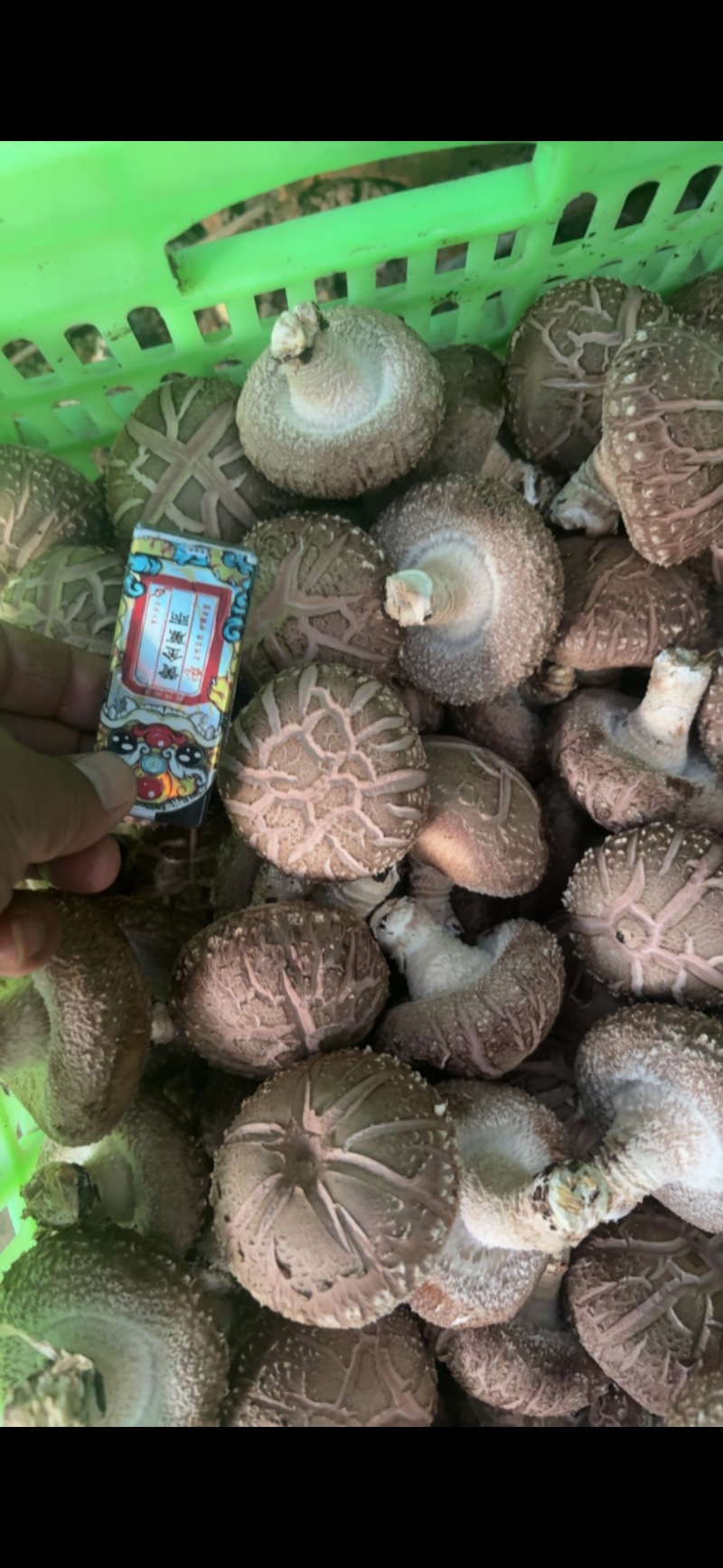 平泉香菇湖北十号品种花菇鲜香菇园区直采