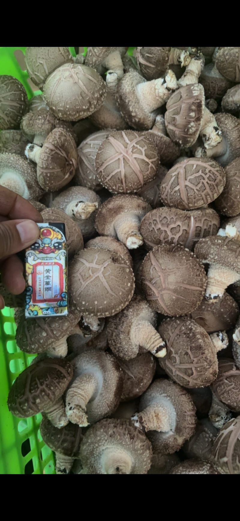 平泉香菇湖北十号品种花菇鲜香菇园区直采