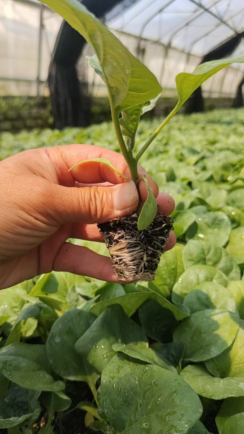 【推荐】直播茄子苗嫁接茄子苗高产抗病性好欢迎采购