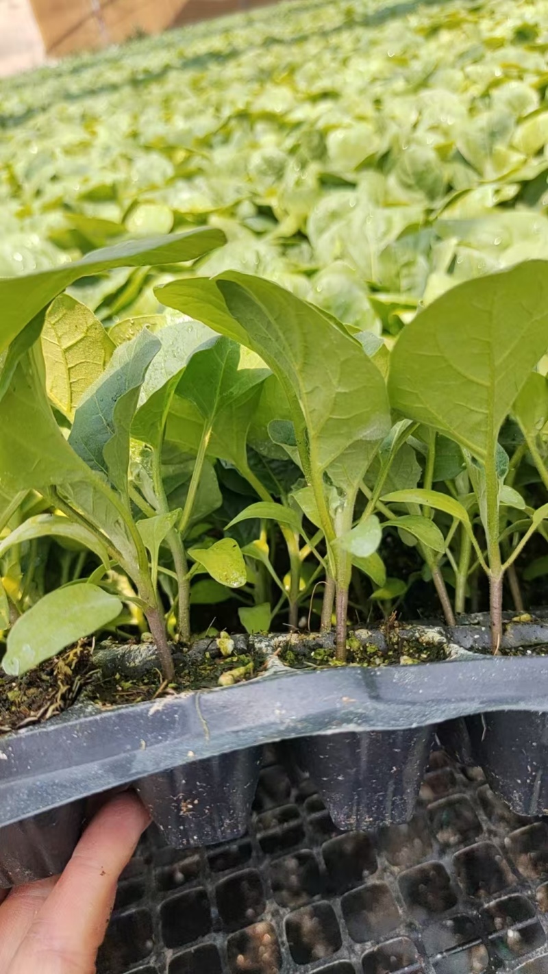 【推荐】直播茄子苗嫁接茄子苗高产抗病性好欢迎采购