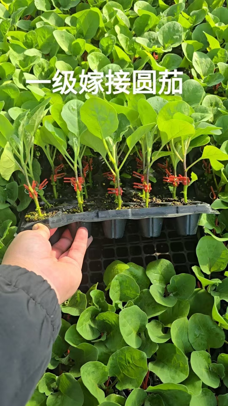 【推荐】直播茄子苗嫁接茄子苗高产抗病性好欢迎采购
