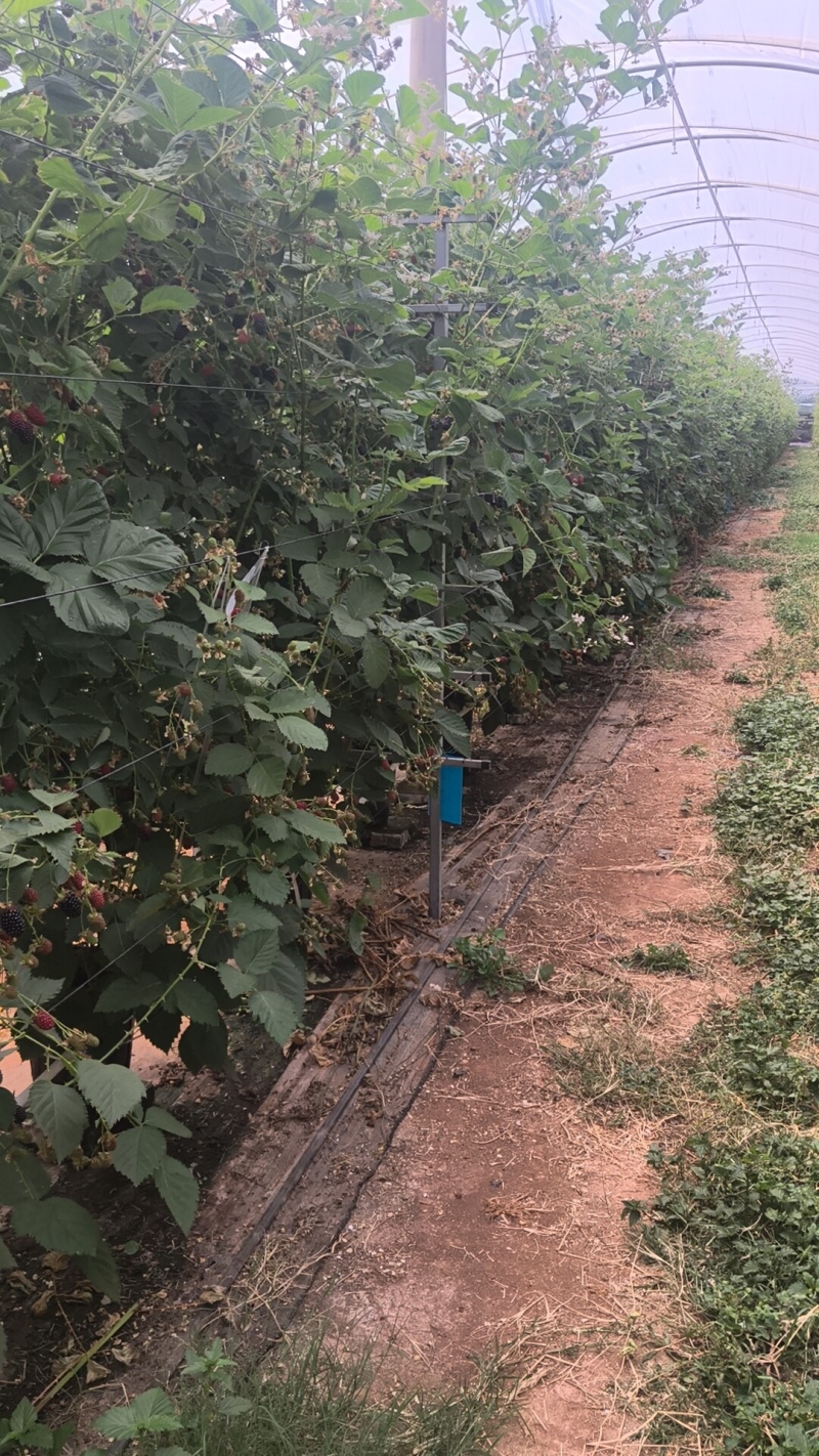 大理高原纯甜黑莓