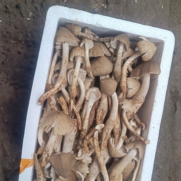 鸡枞菌湖南永州野生