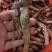 鸡枞菌湖南永州野生