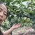 翠冠梨儿皮薄多汁，入口化渣