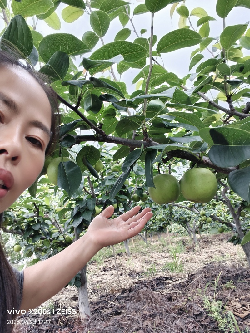 翠冠梨儿皮薄多汁，入口化渣
