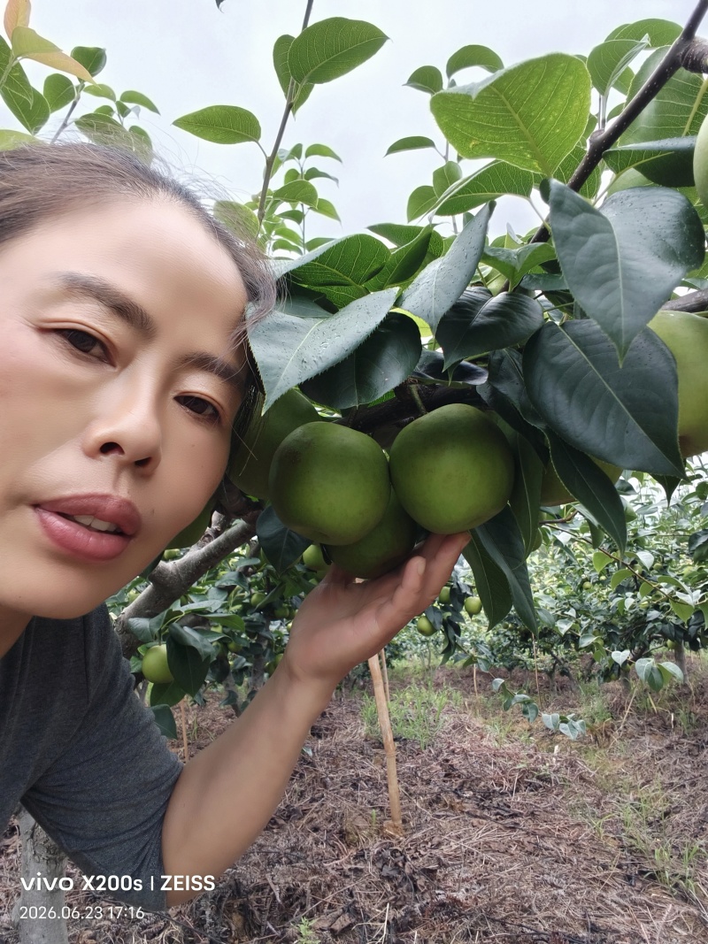 翠冠梨儿皮薄多汁，入口化渣
