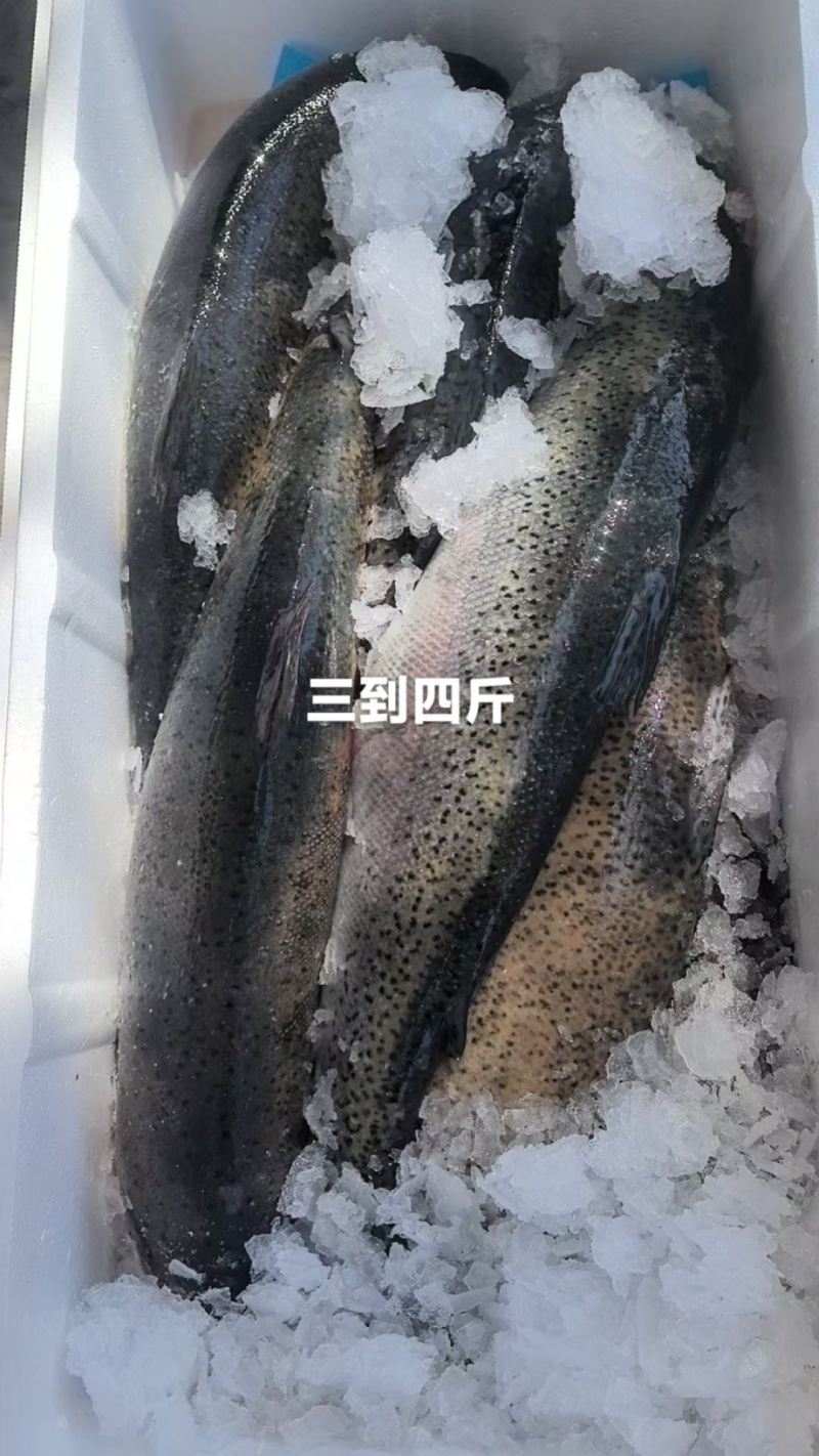 【推荐】青海龙羊峡冰鲜三文鱼产地直发货源充足可视频看货